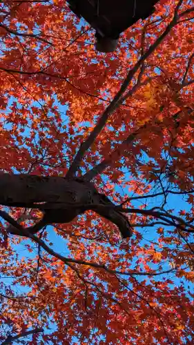 圓光寺(京都府)