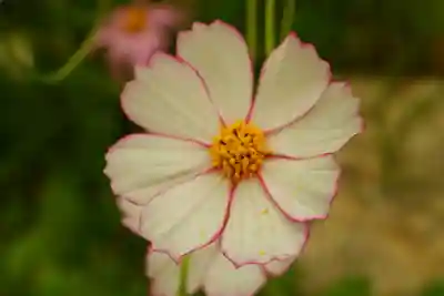 般若寺 ❁﻿コスモス寺❁(奈良県)