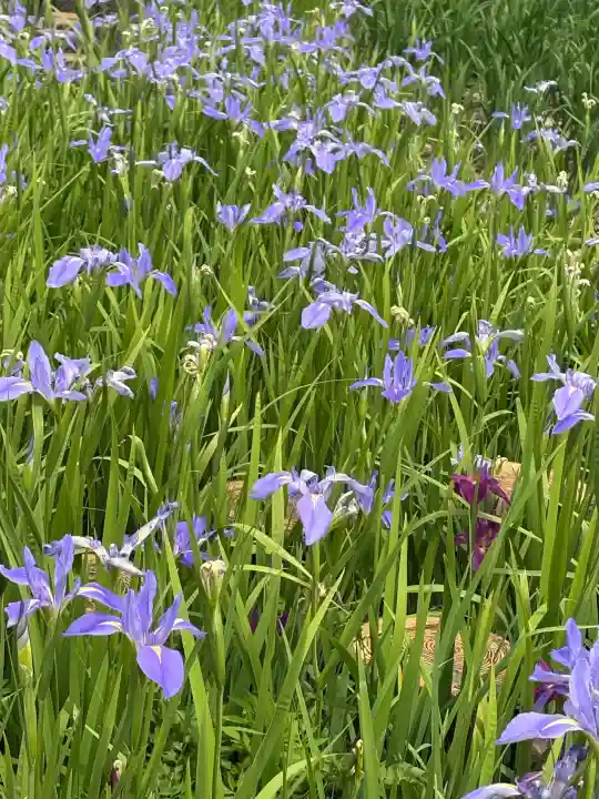 賀茂神社の{uncategorized: "未分類", other: "その他", undefined: "問題あり", building: "その他建物", grave: "お墓", sacred_gate: "鳥居", guardian: "狛犬", statue: "像", buddha: "仏像", history: "歴史", nature: "自然", garden: "庭園", animal: "動物", pagoda: "塔", temizu: "手水舎", mountain_gate: "山門・神門", sanctuary: "本殿・本堂", subordinate: "末社・摂社", art: "芸術", scenery: "景色", jizo: "地蔵", ema: "絵馬", goshuin: "御朱印", omikuji: "おみくじ", items: "授与品その他", amulet: "お守り", goshuincho: "御朱印帳", eats: "食事", festival: "お祭り", votive_dance: "神楽", shichigosan: "七五三参", wedding: "結婚式", experience: "体験その他", initially: "初詣", around: "周辺", anti_infection: "感染症対策"}