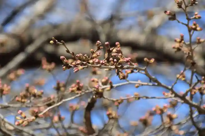 神炊館神社 ⁂奥州須賀川総鎮守⁂の自然