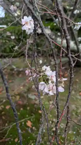 妙蓮寺(京都府)