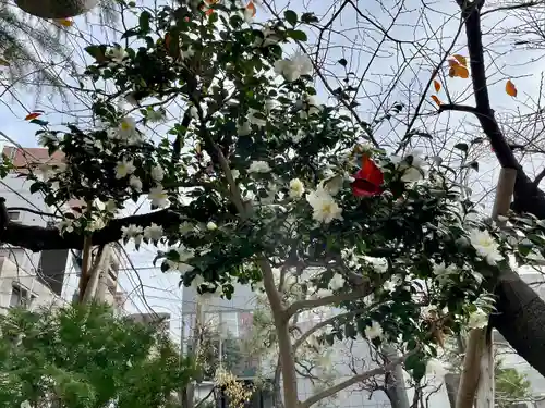 湯島御霊社の自然