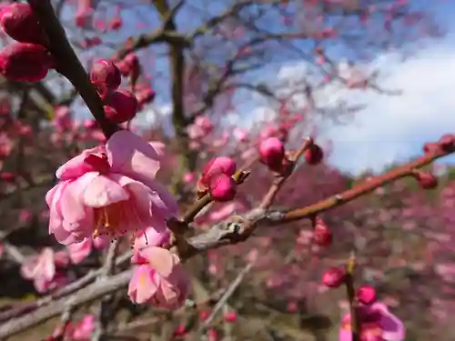天王山 安楽寺の自然