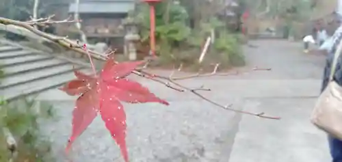 鍬山神社の自然