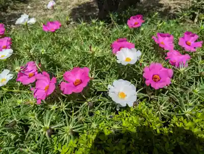 妙蓮寺(京都府)