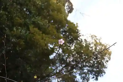 大國主神社の自然