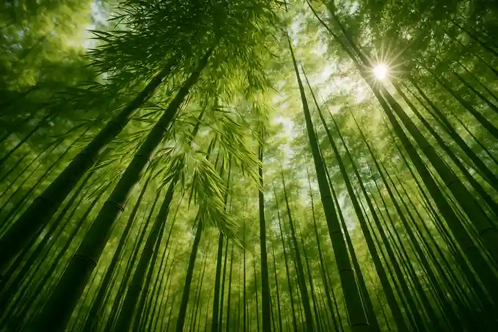 木舟山 順教寺(広島県)
