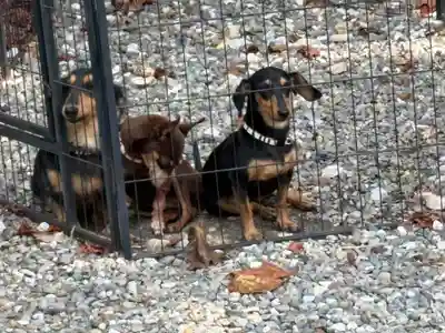 竹生島神社（都久夫須麻神社）(滋賀県)