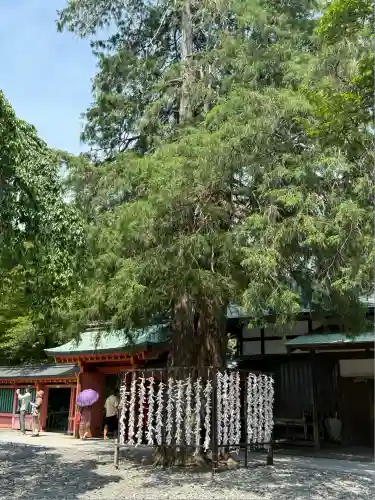 富士山本宮浅間大社(静岡県)