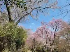 勝持寺（花の寺）の自然