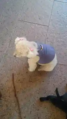 長専院不動寺(出世不動尊)の動物