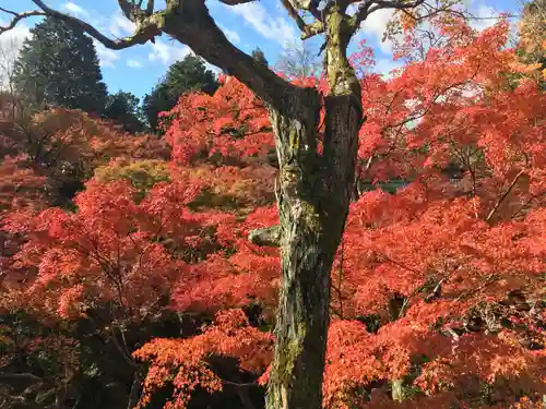 東福禅寺（東福寺）の自然