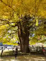 筒賀大歳神社の自然