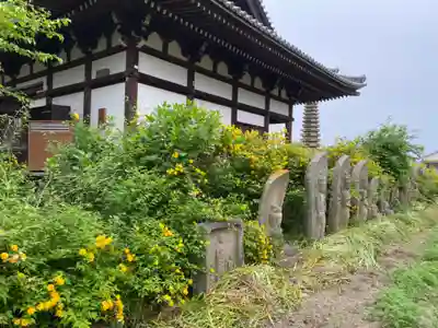般若寺 ❁﻿コスモス寺❁(奈良県)