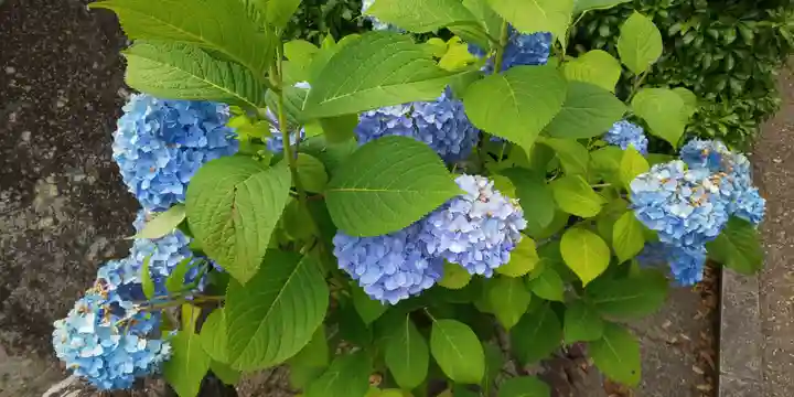 三室戸寺の自然