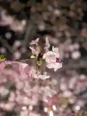 桜神宮の自然