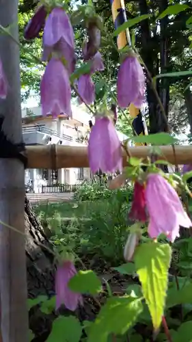 新琴似神社の自然