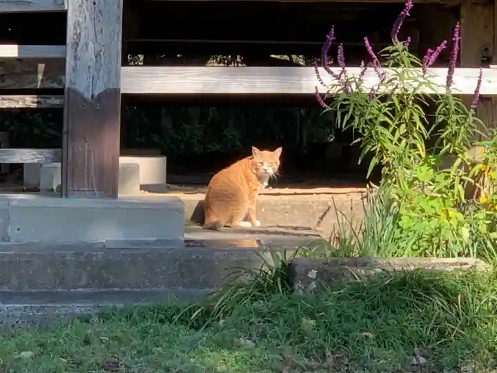 寺庭十一面観世音堂の動物