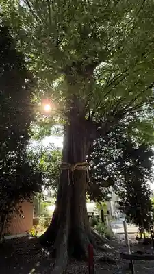 八坂神社(神奈川県)