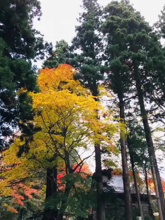 中尊寺本堂の自然