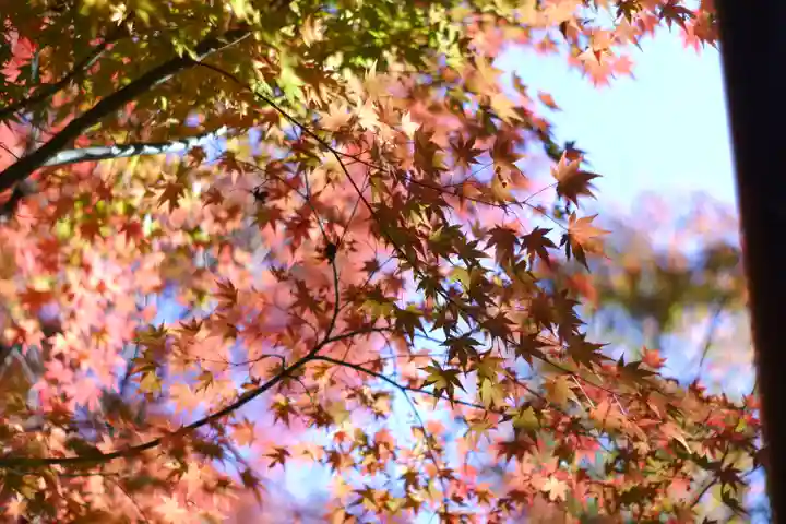 禅林寺(永観堂)(京都府)