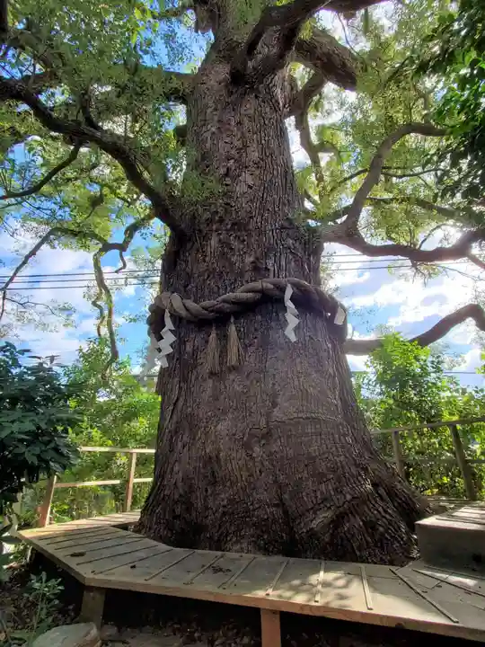 新熊野神社の自然