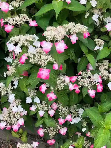 日吉神社の自然