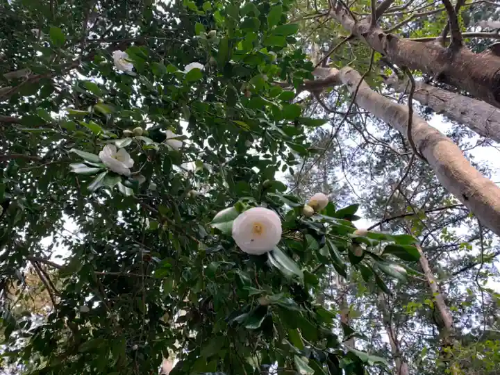椿大神社の自然