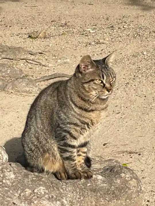 大津神社の動物