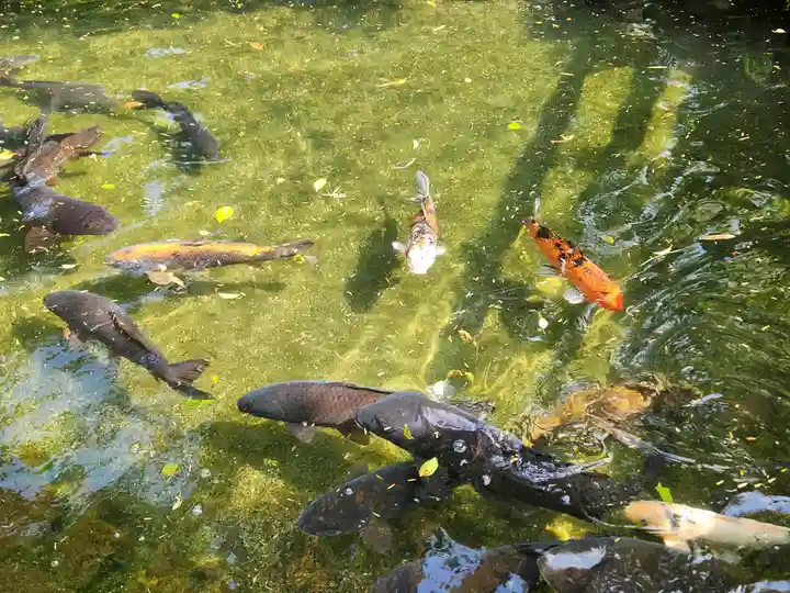 大歳金刀比羅神社の動物