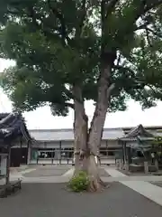 加支多神社の自然