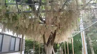白旗神社(西御門)の{uncategorized: "未分類", other: "その他", undefined: "問題あり", building: "その他建物", grave: "お墓", sacred_gate: "鳥居", guardian: "狛犬", statue: "像", buddha: "仏像", history: "歴史", nature: "自然", garden: "庭園", animal: "動物", pagoda: "塔", temizu: "手水舎", mountain_gate: "山門・神門", sanctuary: "本殿・本堂", subordinate: "末社・摂社", art: "芸術", scenery: "景色", jizo: "地蔵", ema: "絵馬", goshuin: "御朱印", omikuji: "おみくじ", items: "授与品その他", amulet: "お守り", goshuincho: "御朱印帳", eats: "食事", festival: "お祭り", votive_dance: "神楽", shichigosan: "七五三参", wedding: "結婚式", experience: "体験その他", initially: "初詣", around: "周辺", anti_infection: "感染症対策"}