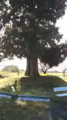 香取神社の建物その他