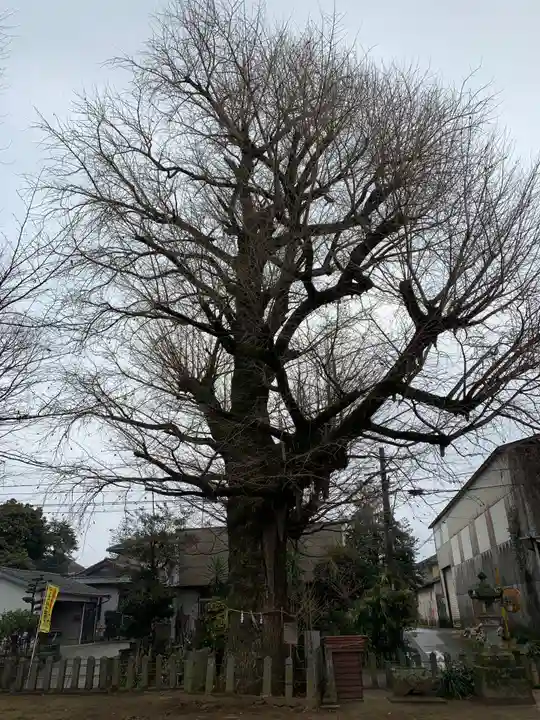 窪田日吉神社の自然