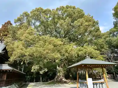千栗八幡宮(佐賀県)