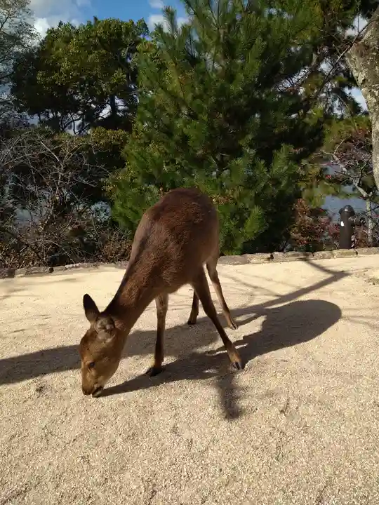 豊国神社 の動物
