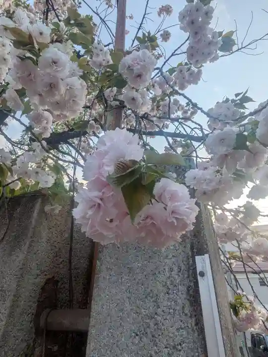 上千葉香取神社(東京都)