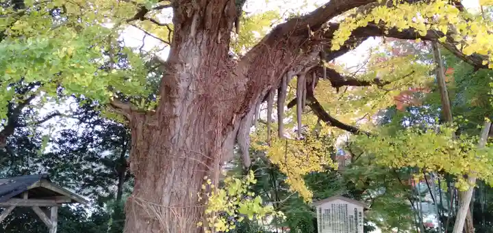 國分寺(国分寺)(京都府)