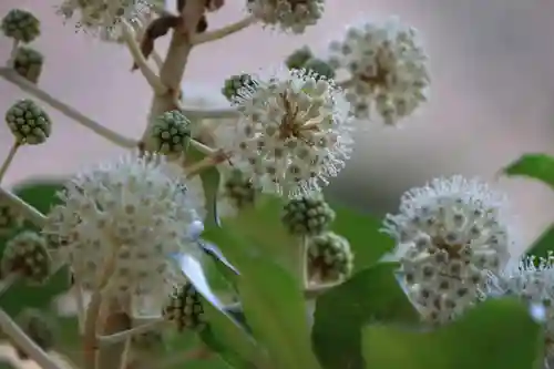 阿久津「田村神社」（郡山市阿久津町）旧社名：伊豆箱根三嶋三社の庭園