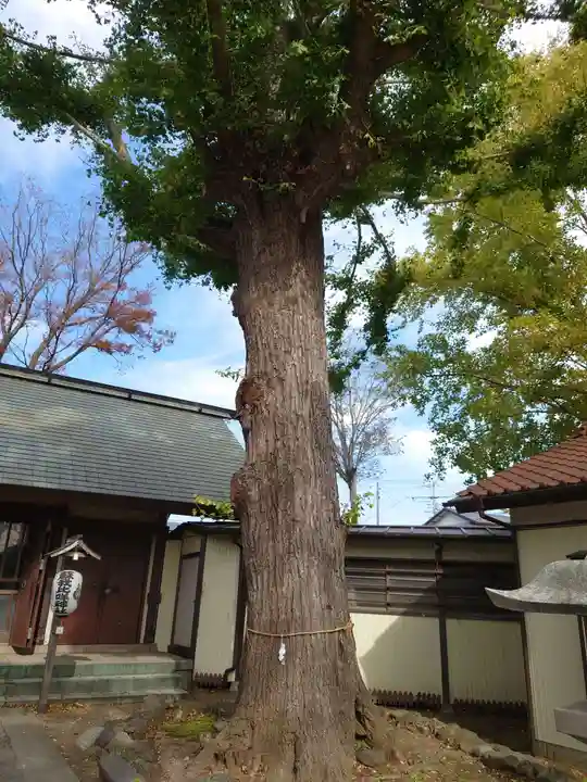 蘇我比咩神社の自然