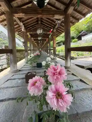 長谷寺の{uncategorized: "未分類", other: "その他", undefined: "問題あり", building: "その他建物", grave: "お墓", sacred_gate: "鳥居", guardian: "狛犬", statue: "像", buddha: "仏像", history: "歴史", nature: "自然", garden: "庭園", animal: "動物", pagoda: "塔", temizu: "手水舎", mountain_gate: "山門・神門", sanctuary: "本殿・本堂", subordinate: "末社・摂社", art: "芸術", scenery: "景色", jizo: "地蔵", ema: "絵馬", goshuin: "御朱印", omikuji: "おみくじ", items: "授与品その他", amulet: "お守り", goshuincho: "御朱印帳", eats: "食事", festival: "お祭り", votive_dance: "神楽", shichigosan: "七五三参", wedding: "結婚式", experience: "体験その他", initially: "初詣", around: "周辺", anti_infection: "感染症対策"}