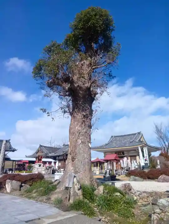 乙津寺 (鏡島弘法)(岐阜県)