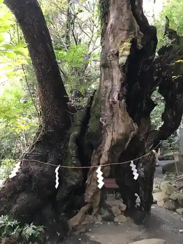來宮神社(静岡県)