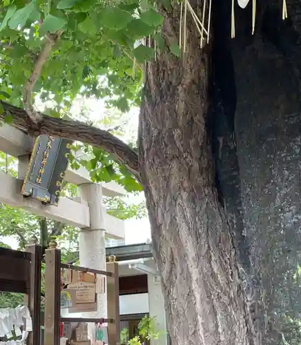飛木稲荷神社の自然