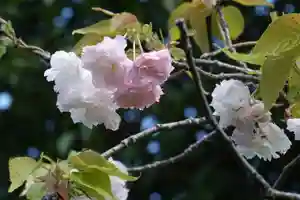 海龍王寺(奈良県)(2025年04月15日(火) 10時44分20秒投稿)