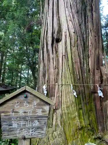 鷲子山上神社の自然