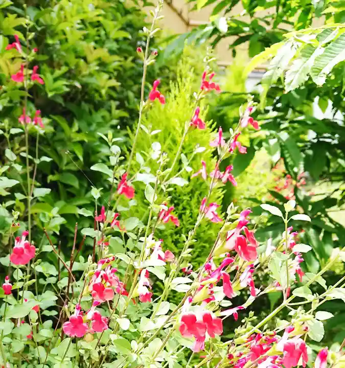 寿量山 速成寺の庭園