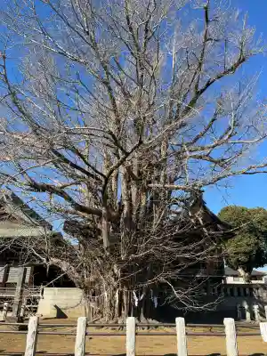 葛飾八幡宮(千葉県)