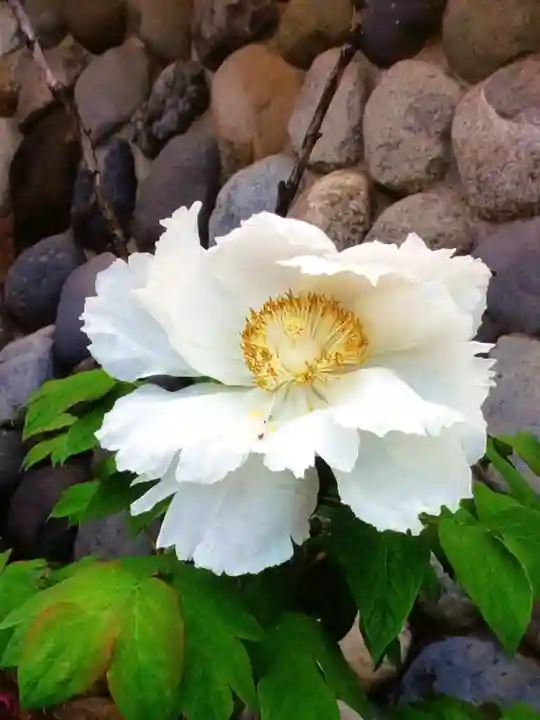 愛染院(東京都)