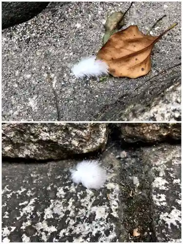 洲嵜神社の自然